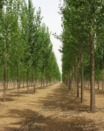 Lepidopteran-resistant poplars approved in China - Bt cry1 Trait stable