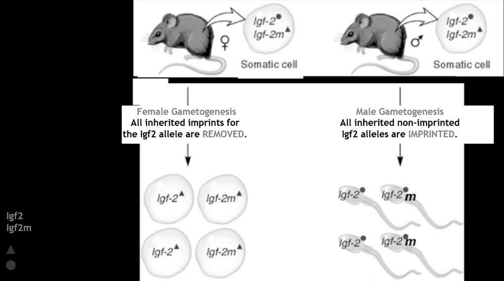 The dwarf mouse has inherited the normal Igf2 allele from mom & the mutant Igf2- allele from dad.