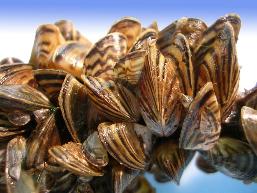 Karlo - Invasive Species (14) Intro Zebra mussel or Dreissena polymorpha Small, fingernail sized animals that attach to other