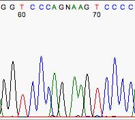 4- Mis-Called (b) Mis-call a nucleotide: Sometimes the computer will mis-call a nucleotide when a human could do better.