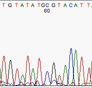 4- Mis-Called (b) The real problem comes when the base caller attempts to interpret a gap as a real nucleotide.