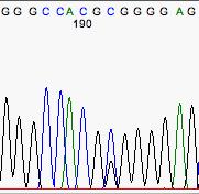 6- Negative samples / No DNA chromatograms displaying peaks from which no useable sequence can be
