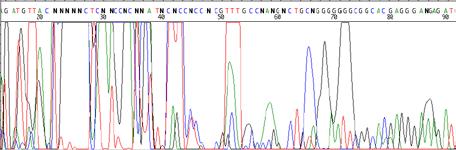 12- Excess dye peaks at the beginning of the sequence Cause related to
