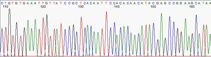 Interpreting Sequencing Chromatograms With a little practice, you can scan a chromatogram in less than a minute and spot problems.