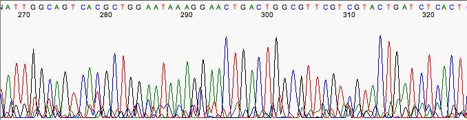 Interpreting Sequencing Chromatograms Noise like the
