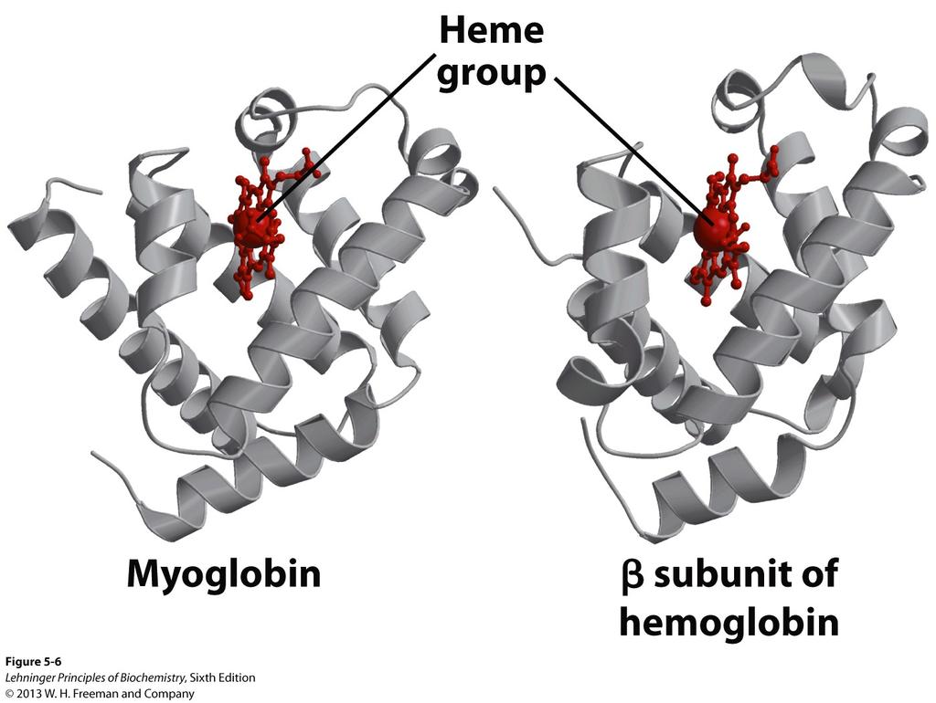 Hemoglobin binds oxygen cooperatively Hemoglobin (Hb) is a