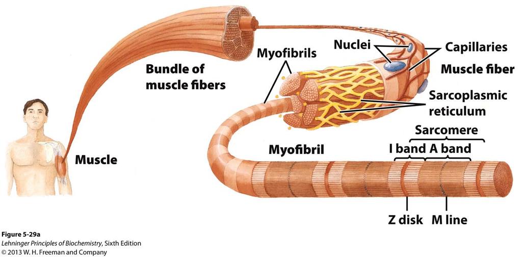 Muscle Structure Muscle fiber: large, single, elongated,