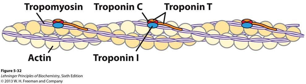 Regulation of muscle contraction Availability of myosin binding sites on actin is regulated by troponin and tropomyosin avoids continuous