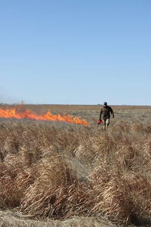 Prescribed Burning Findings Plant response to fire is variable Woody plant control is frequently realized, but exceptions do exist Negative herbaceous