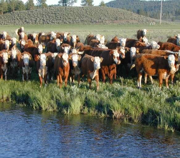 Riparian Herbaceous Cover Livestock exclusion promotes riparian recovery Reduced livestock density decreases