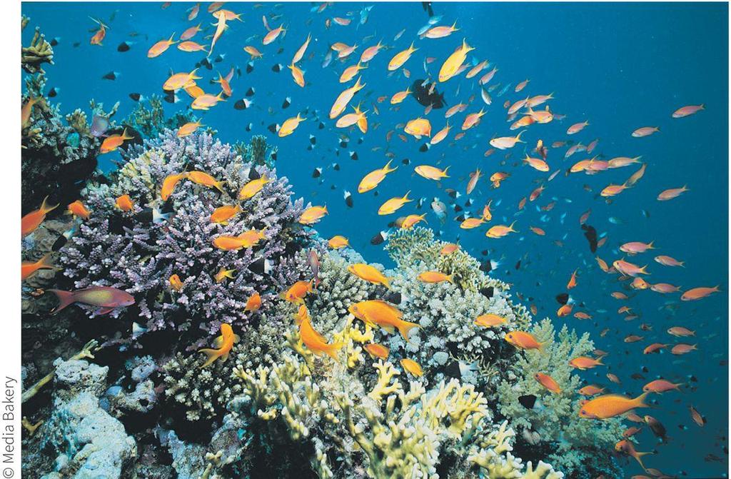 Effects on Organisms - Coral Reefs Coral
