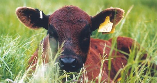 Selecting the Correct Bull Traits like feed efficiency are of economic importance to all sectors of the beef industry, as it can identify animals that will eat less than their peers but perform at a