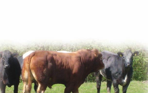 Selecting the Correct Bull 2.5 A bull or AI? It is well recognised that the major artificial insemination (AI) organisations operating in the UK are sourcing bulls with good EBVs.