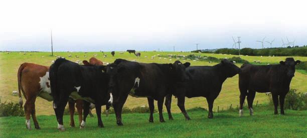 Herd Fertility a Key Factor To better identify the cause of problems, herds should be split into cows and heifers. Herds calving in different periods also need to be looked at separately.