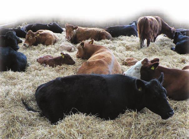 Herd Fertility a Key Factor 3.2.
