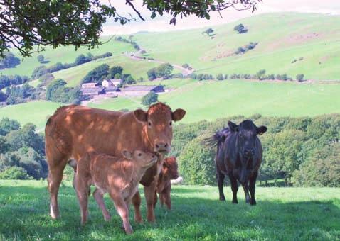 Herd Fertility a Key Factor The two key principles in reduction of calf deaths are: a) Management of cow condition to facilitate ease of calving so that young calves are born full of vigour and are