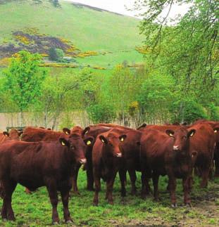 Selecting the Correct Bull Bulls are bought for a purpose and some of the questions that need to be asked by the terminal sire buyer before purchasing a new bull are; Do I need a bull to improve my