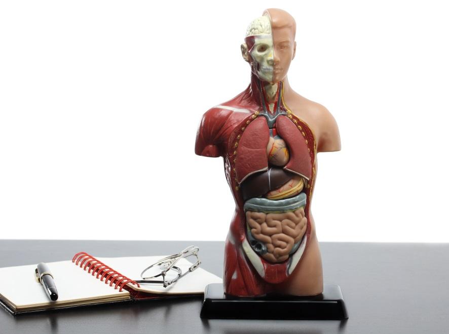 Some Familiar Models A model of human anatomy from