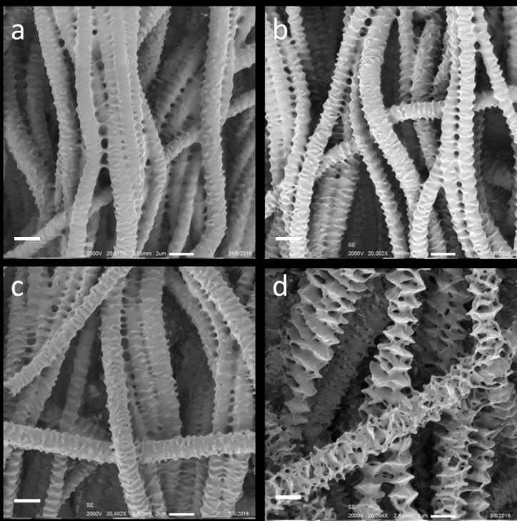 Interestingly, there were several PCL microfibers ( A-25 ) which formed the similar structure with PCL random microfibers in Figure 2(c). other.