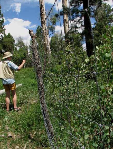 12 III. General Recommendations for Aspen Restoration 1. Aspen reference sites (areas and exclosures) Identify/establish a representative set of reference aspen community sites.