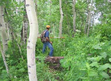The small Grindstone Flat three-way aspen exclosure, on the top of the Tushar Range of Fishlake NF has been continuously maintained for 75 years and has been studied by Dale Bartos, Charles Kay, and