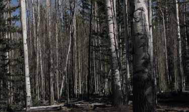 14 2. A central Aspen Successes database for National Forests in Utah Establish a Forest Service database describing Forest/District-specific aspen restoration successes (and failures), including the
