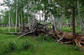 16 IV. Decision Process for Aspen Restoration The goal of an ecological aspen restoration decision process is to promote sustainable and biodiverse aspen forests.