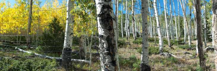 17 The implementation of these guidelines should be successful in restoring aspen forests on a small (few acre) project, and also would be effective at a landscape scale of several thousand acres.