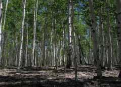 Although the focus should be at the landscape level, it is important to recognize that there are small stands of pure aspen that are biologically significant and threatened by climate changes or