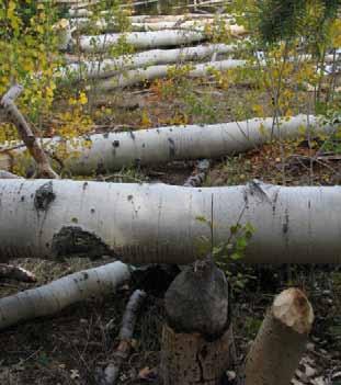 23 Similarly, an aspen stand that has been cut by beaver for dam construction or food may require protection from ungulate browsing for 3-5 years to ensure aspen regeneration and recruitment (Kay