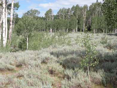 37 Shepperd, W.D., Fairweather, M.L., 1994. Impact of large ungulates in restoration of aspen communities in a Southwestern ponderosa pine ecosystem. Pp.