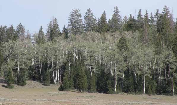 I. ASPEN IN UTAH: PRIOR CONSIDERATIONS 6 Due to its high productivity and structural diversity, aspen is capable of supporting the broadest array of plant and animal species of any forest type in the