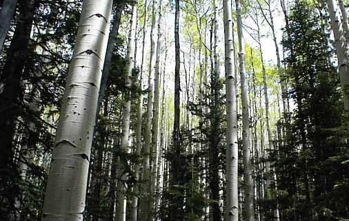 8 There are three general aspen types : (1) upland pure aspen (i.e., aspen stands in which conifers are largely absent); (2) upland aspen mixed with conifer; and (3) riparian aspen.
