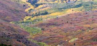 , lithic aspen or snowpocket aspen stands), the three types are the major ones for which management or restoration decisions are repeatedly being made on the national forests