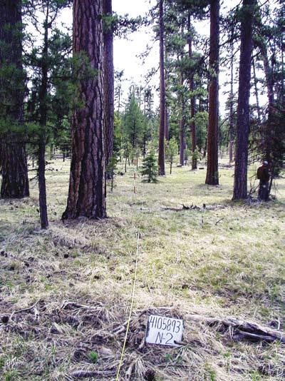 RESOURCE BULLETIN PNW-RB-253 Figure 10 Ponderosa pine forest type, one of the three major forest types in the large sawtimber size class on the Umatilla National Forest.