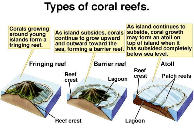 Barrier Reefs: stands between open sea and