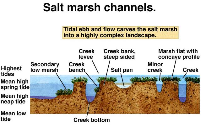 Marshes, and Mangrove Forests Estuaries: found where rivers meet the sea Salt Marshes and Mangrove Forests are concentrated along low-lying
