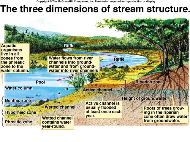 Rivers and Streams Light Considerations: How much light shines on the surface How far light penetrates the water