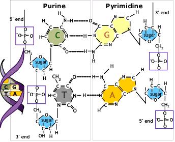 DNA Hydrogen bonds Hybridization Watson-Crick Complement A