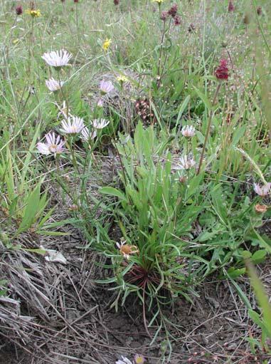 INTRODUCTION Species status Erigeron decumbens ssp. decumbens (Willamette daisy, Asteraceae; cover photo and Fig.