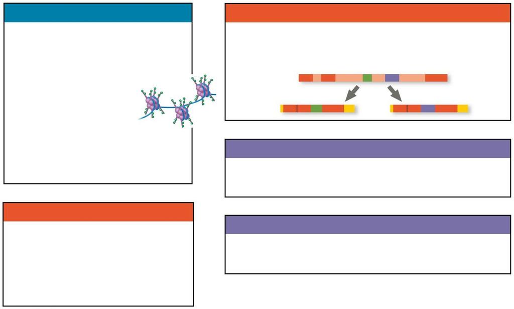 Figure 18.UN09b Chromatin modification Genes in highly compacted chromatin are generally not transcribed. Histone acetylation seems to loosen chromatin structure, enhancing transcription.