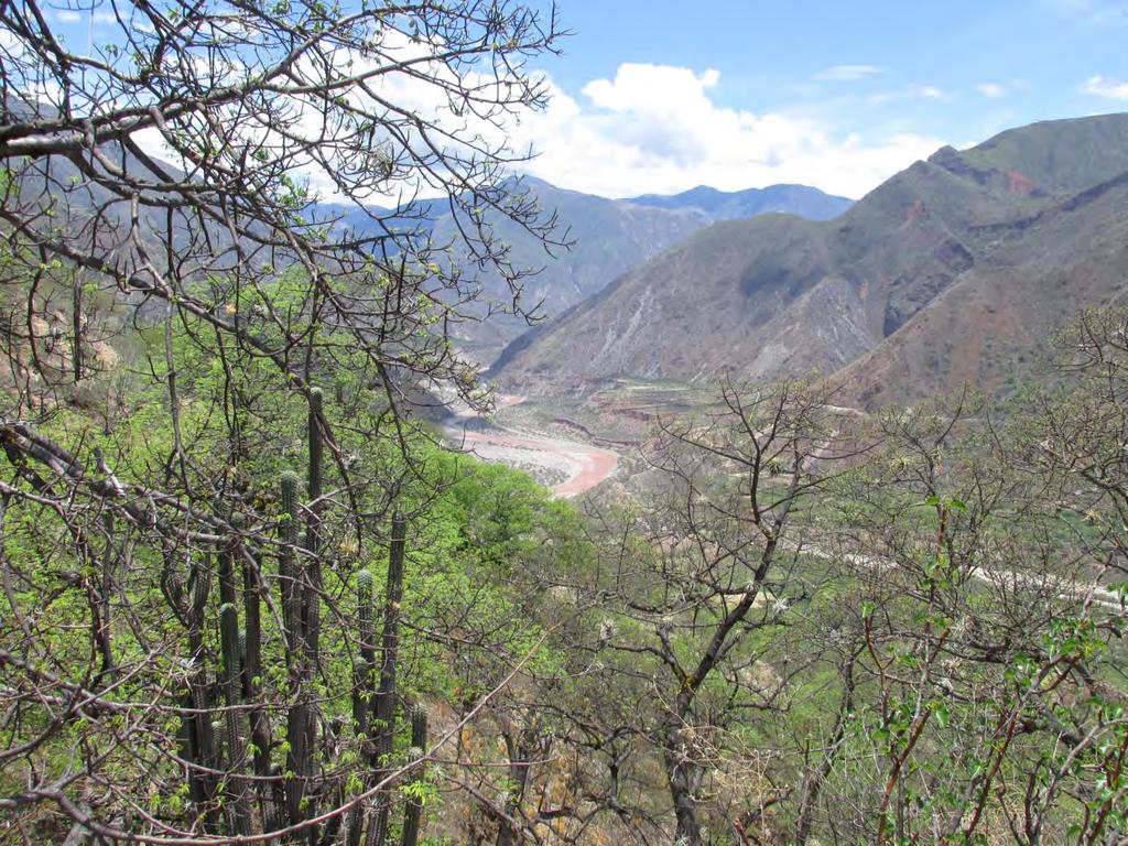 ( +)? ( - ) RI ACA Conservation Initiatives Torobamba River Valley Eriotheca sp.