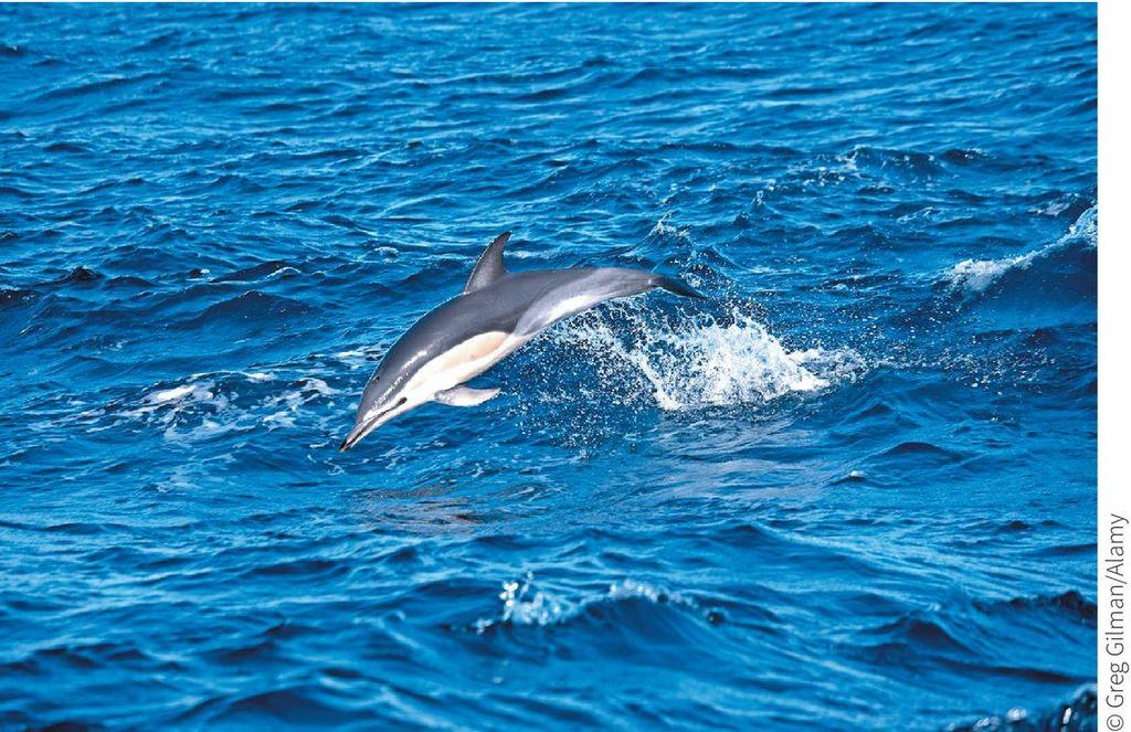 Pelagic Environment Neritic Province Organisms are floaters or swimmers
