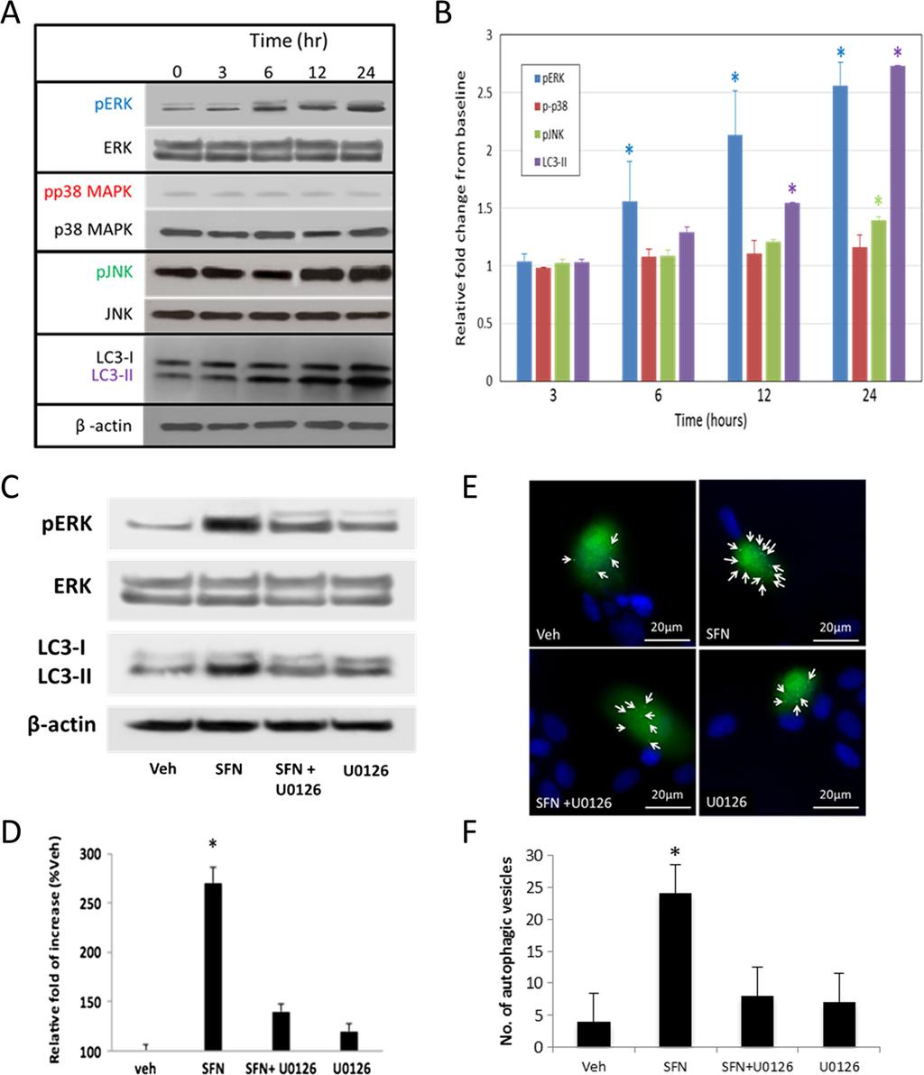 J Mol Med Fig. 5 MAPK signaling involvement in SFN-induced autophagyinfhl124human lens epithelial cells.