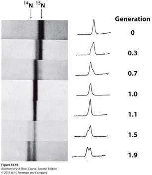 Density gradient centrifugation showed, upon shift to 14 N medium, newly synthesized DNA consists of DNA with equal parts 15 N-DNA and 14 N-DNA, Demonstrated semiconservative