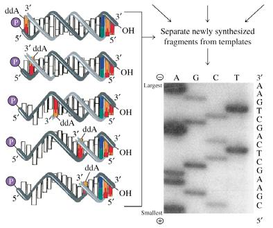 Dideoxynucleotide Sequencing: the Sanger