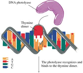 BCMB 3100 - Chapters 34 & 35 DNA Replication and Repair Semi-conservative DNA replication DNA polymerase DNA replication Replication fork; Okazaki fragments Sanger method for DNA sequencing DNA