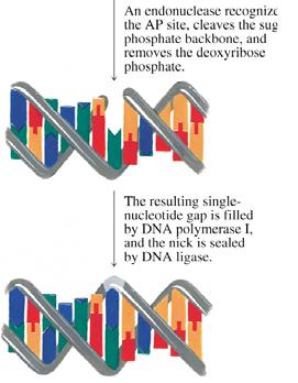 of the stacked region of DNA