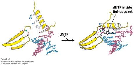 5 Binding of dntp to active site causes conformation shift, yielding tight pocket when correct base is in position (next slide) In vivo DNA Polymerization Delucia & Cairns, 1969 discovery of DNA