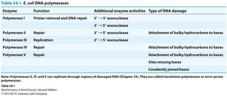 BCMB 3100 - Chapters 34 & 35 DNA Replication and Repair Semi-conservative DNA replication DNA